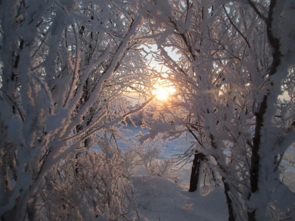 Тропой "молодого" охотника Тропой "молодого" охотника