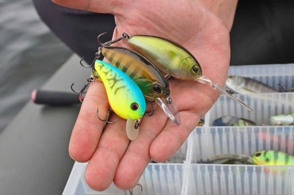 Амурский сом – ценный трофей в спортивной рыбалке