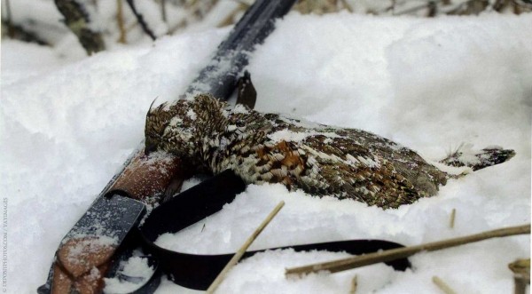 Белые фейерверки Белые фейерверки