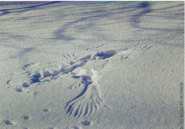 Белые фейерверки Белые фейерверки