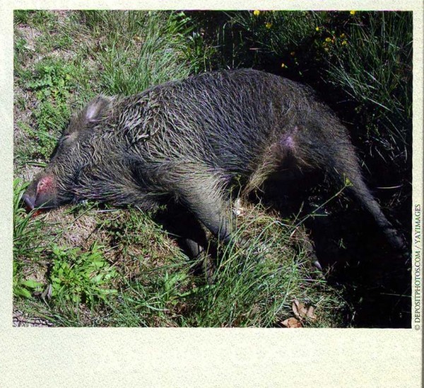 ДОВЕРЯЙ, но проверяй ДОВЕРЯЙ, но проверяй