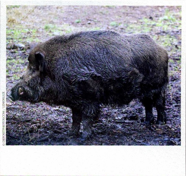 ДОВЕРЯЙ, но проверяй ДОВЕРЯЙ, но проверяй