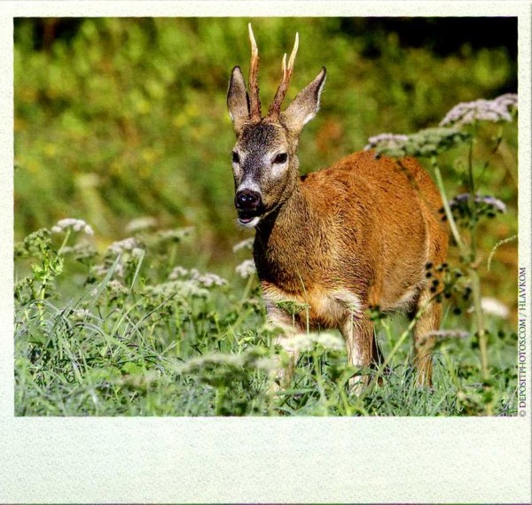 ДОВЕРЯЙ, но проверяй ДОВЕРЯЙ, но проверяй