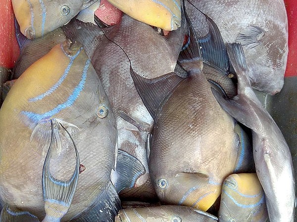 Карибский круиз: на катере вдали от дома Карибский круиз: на катере вдали от дома