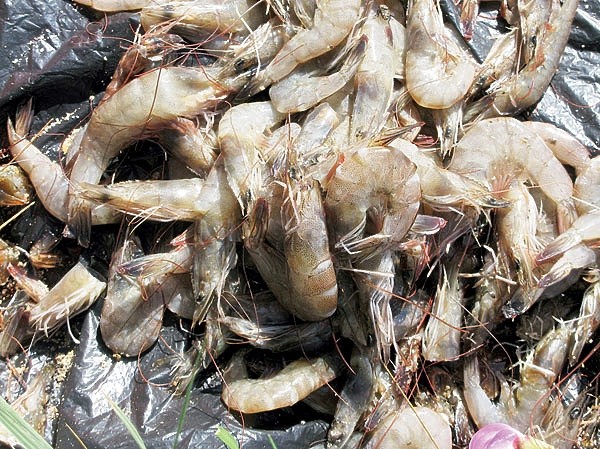 Карибский круиз: на катере вдали от дома Карибский круиз: на катере вдали от дома