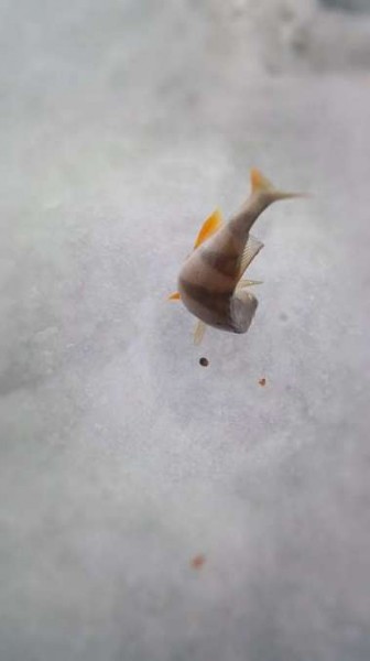 Конец рыбалке, одни покатушки Конец рыбалке, одни покатушки