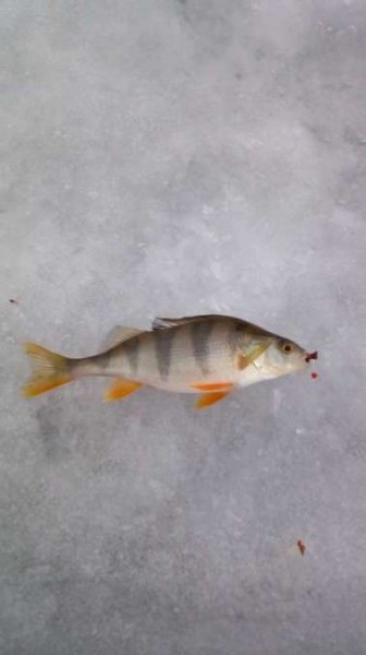 Конец рыбалке, одни покатушки Конец рыбалке, одни покатушки