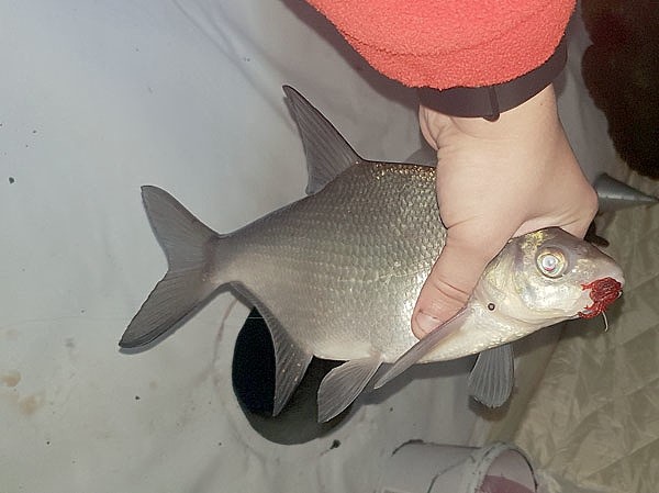 Лещ в глухозимье Лещ в глухозимье