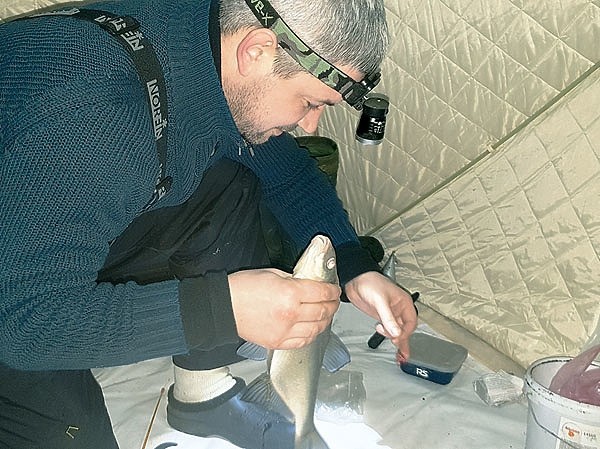 Лещ в глухозимье Лещ в глухозимье