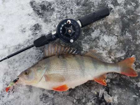 Лунное затмение и клёв рыбы. Есть ли связь? Лунное затмение и клёв рыбы. Есть ли связь?