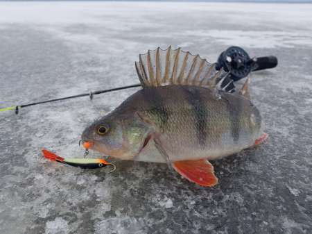 Лунное затмение и клёв рыбы. Есть ли связь? Лунное затмение и клёв рыбы. Есть ли связь?