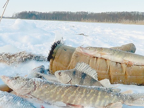 Нужда на мороз Нужда на мороз