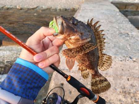 Обзор рачка Sprut Noki Обзор рачка Sprut Noki