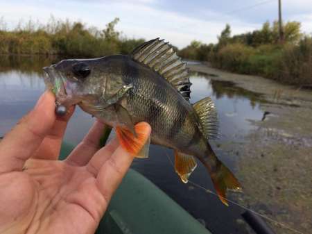 Обзор рачка Sprut Noki Обзор рачка Sprut Noki