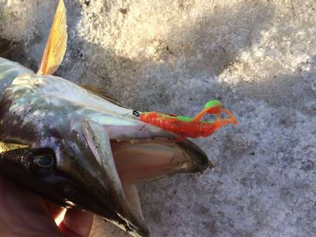 Обзор рачка Sprut Noki Обзор рачка Sprut Noki