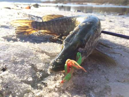 Обзор рачка Sprut Noki Обзор рачка Sprut Noki