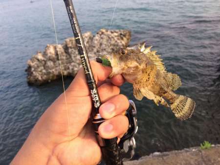 Обзор рачка Sprut Noki Обзор рачка Sprut Noki