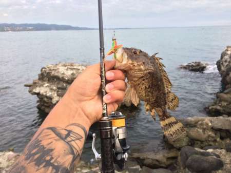 Обзор рачка Sprut Noki Обзор рачка Sprut Noki