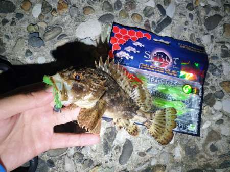 Обзор рачка Sprut Noki Обзор рачка Sprut Noki