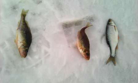 Первый лёд в феврале Первый лёд в феврале