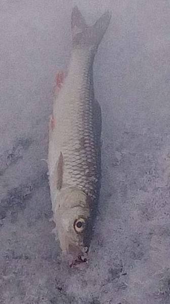 По второму первому льду По второму первому льду