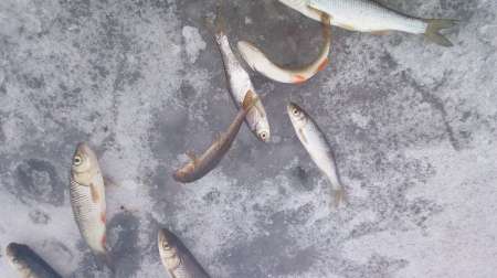 По второму первому льду По второму первому льду