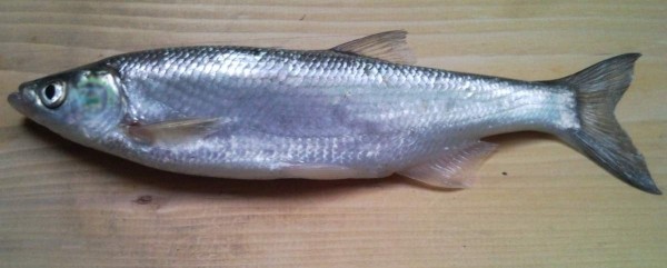 Редкие виды рыб, лов которых запрещен Редкие виды рыб, лов которых запрещен