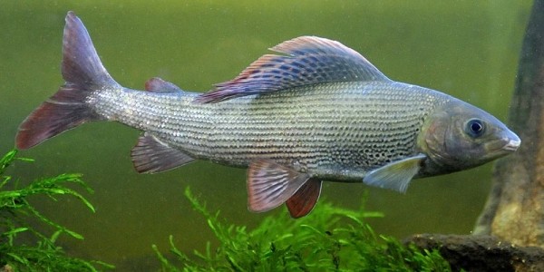 Редкие виды рыб, лов которых запрещен Редкие виды рыб, лов которых запрещен