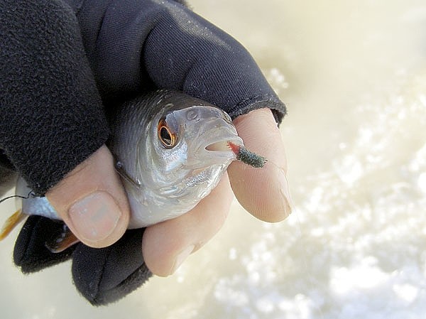 С мормышкой по разливу С мормышкой по разливу