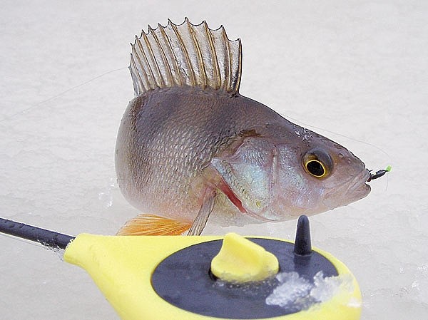 С мормышкой по разливу С мормышкой по разливу