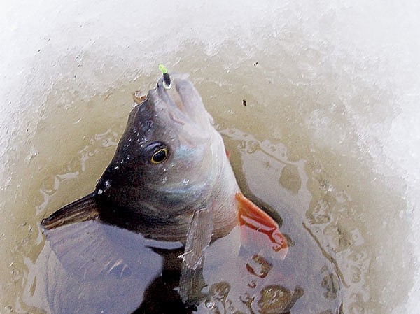 С мормышкой по разливу