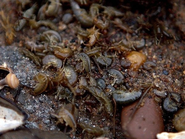 Универсальный солдат Универсальный солдат