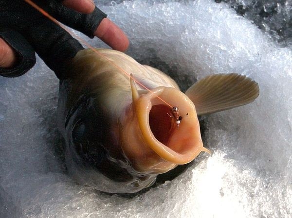 Универсальный солдат Универсальный солдат