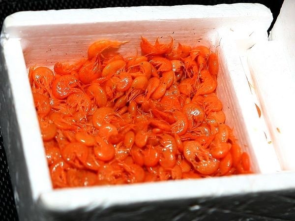 Универсальный солдат Универсальный солдат