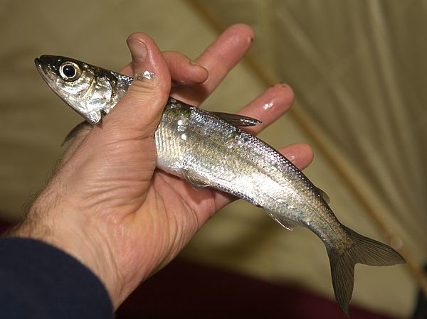 Универсальный солдат Универсальный солдат