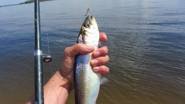 Весенняя ловля селедки на Волге. Простая снасть и удачный выбор места Весенняя ловля селедки на Волге. Простая снасть и удачный выбор места