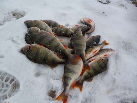 Весна идет, весне дорогу! Весна идет, весне дорогу!