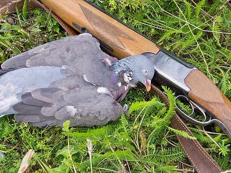 Вспоминая охоты на вяхиря Вспоминая охоты на вяхиря