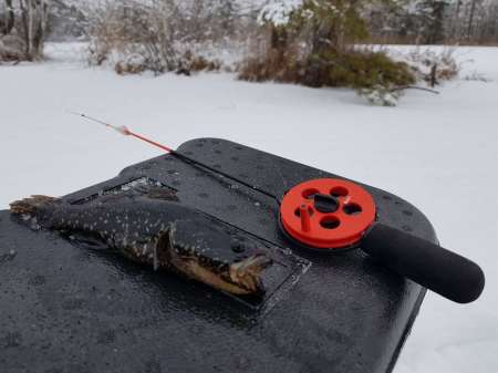 Зимний ротан. Интересная рыбалка. Зимний ротан. Интересная рыбалка.