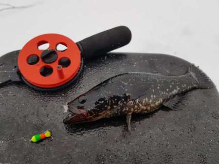 Зимний ротан. Интересная рыбалка. Зимний ротан. Интересная рыбалка.