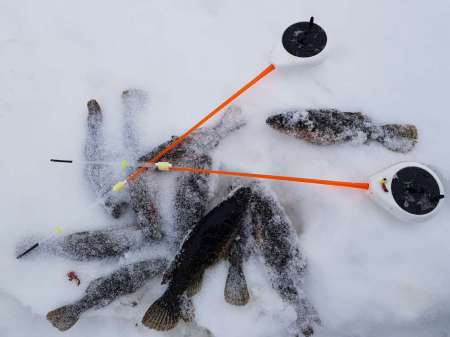 Зимний ротан. Интересная рыбалка. Зимний ротан. Интересная рыбалка.