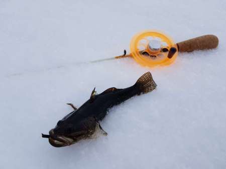 Зимний ротан. Интересная рыбалка. Зимний ротан. Интересная рыбалка.