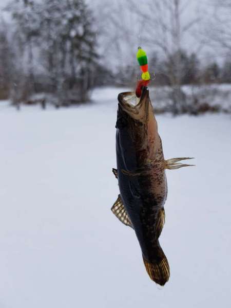 Зимний ротан. Интересная рыбалка. Зимний ротан. Интересная рыбалка.