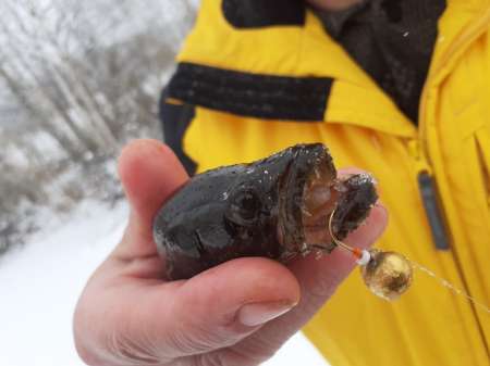 Зимний ротан. Интересная рыбалка. Зимний ротан. Интересная рыбалка.