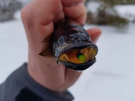 Зимний ротан. Интересная рыбалка. Зимний ротан. Интересная рыбалка.