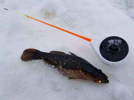 Зимний ротан. Интересная рыбалка. Зимний ротан. Интересная рыбалка.