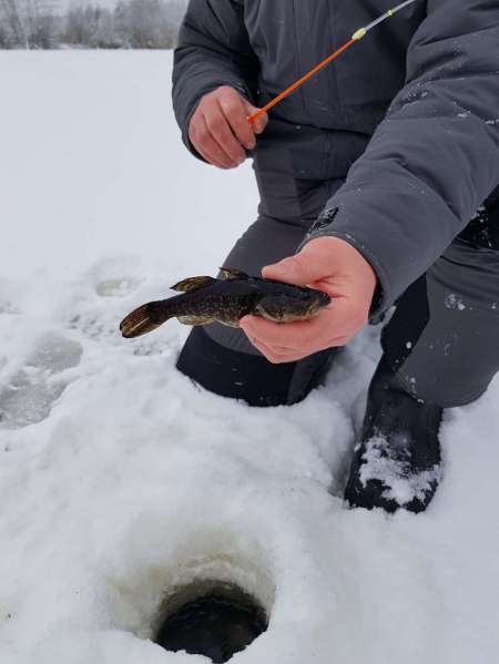 Зимний ротан. Интересная рыбалка. Зимний ротан. Интересная рыбалка.