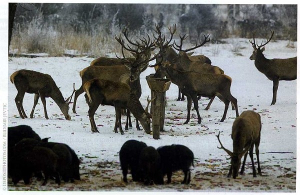 ДИКОЕ МЯСО ДИКОЕ МЯСО