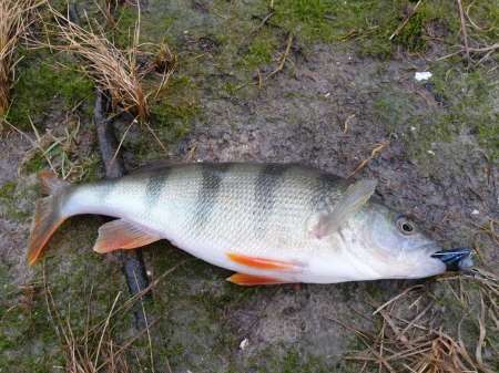 Дождь. Ловить или не ловить... Дождь. Ловить или не ловить...