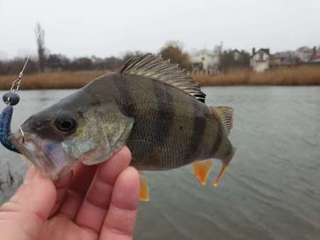 Дождь. Ловить или не ловить... Дождь. Ловить или не ловить...